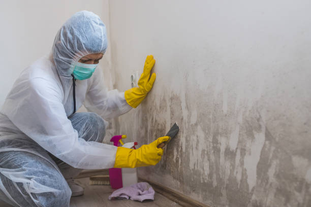 Best White Mold Remediation in USA